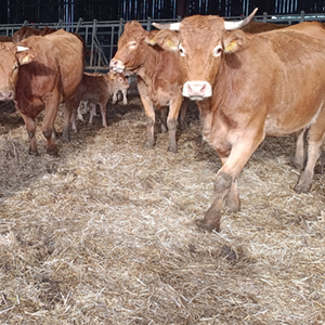 switchgrass_litière_bovin