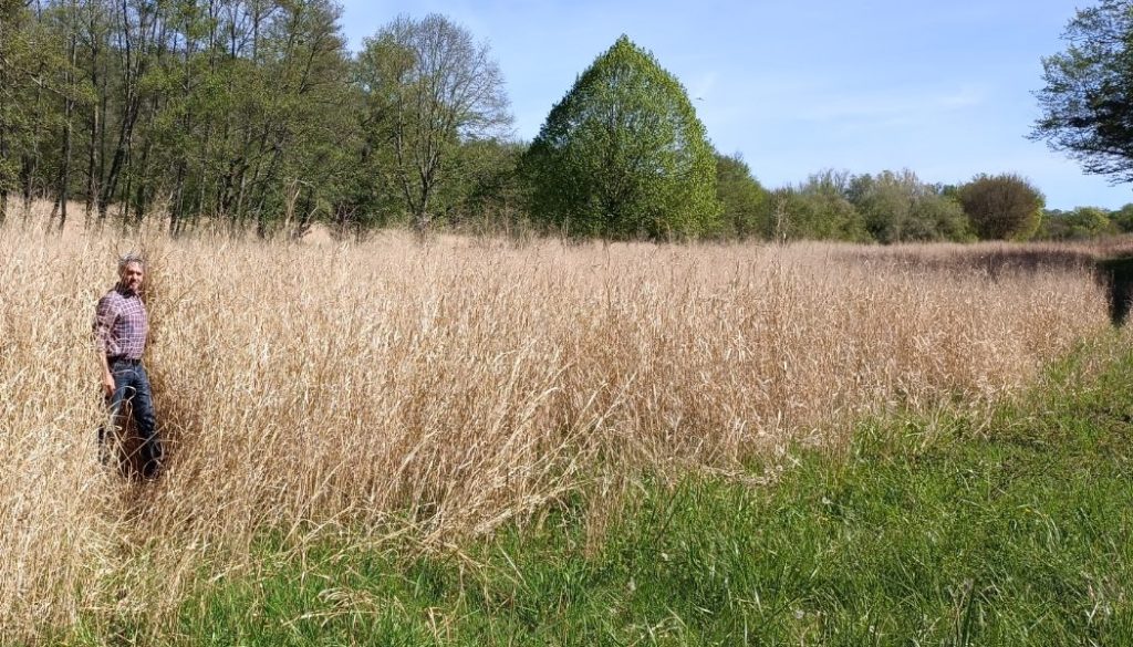 seedenergies-switchgrass