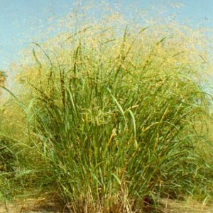 Carthage (12kg) UAB