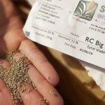 Seedenergies graines de switchgrass