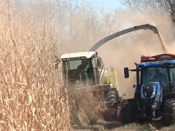 Récolte du Switchgrass