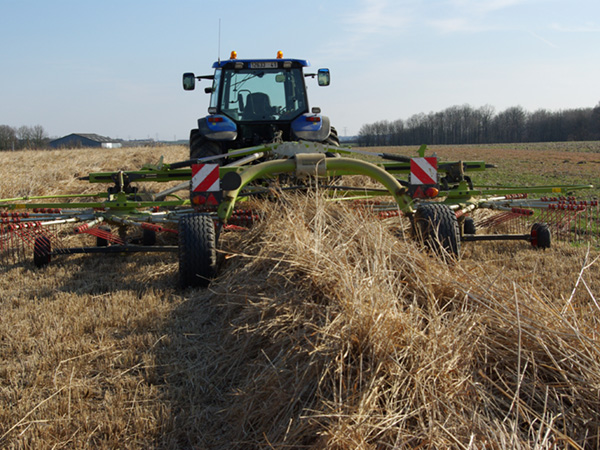 Récolte du Switchgrass