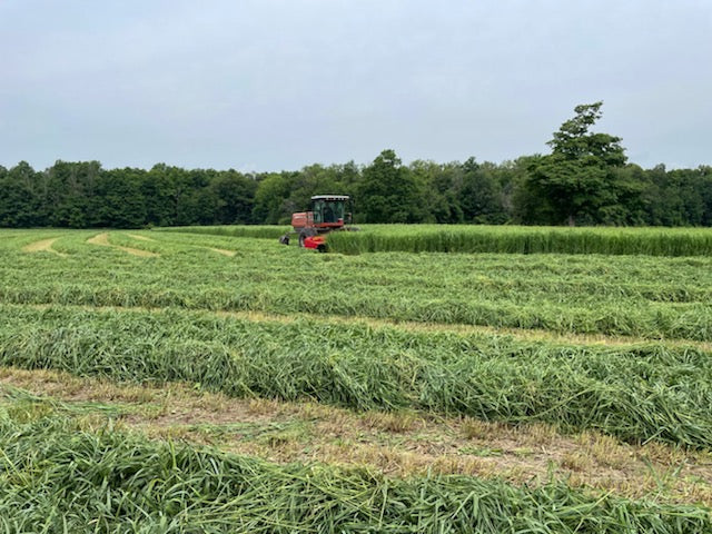 récolte switchgrass