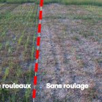Roulage sur switchgrass