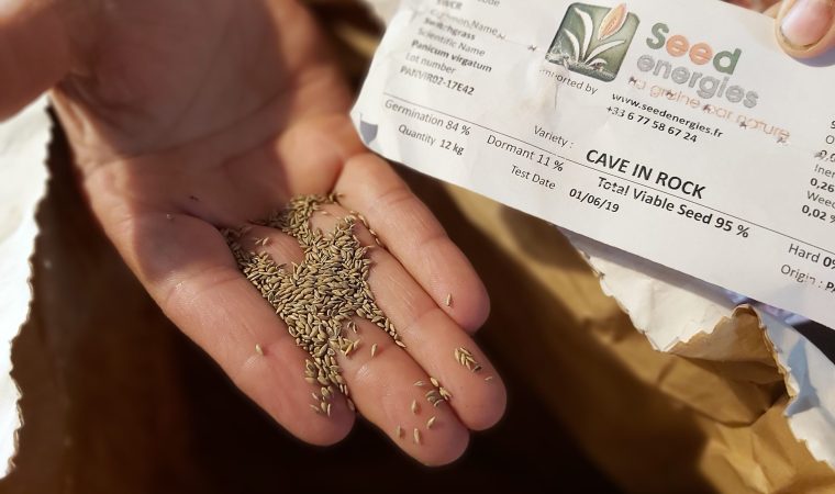 Seedenergies graines de switchgrass