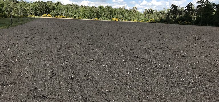 Semis de Switchgrass après passage au rouleau