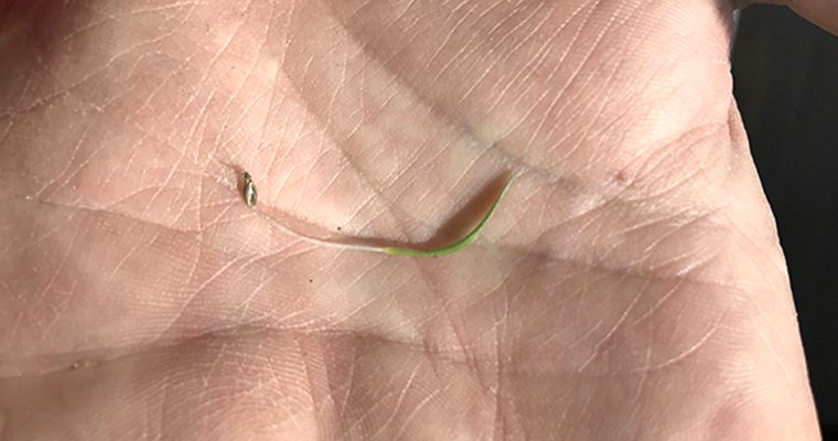 Germination de Switchgrass après 20 jours.