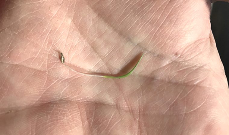 Germination de Switchgrass après 20 jours.