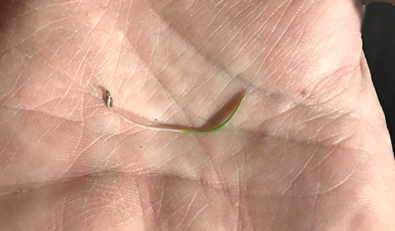 Germination de Switchgrass après 20 jours.