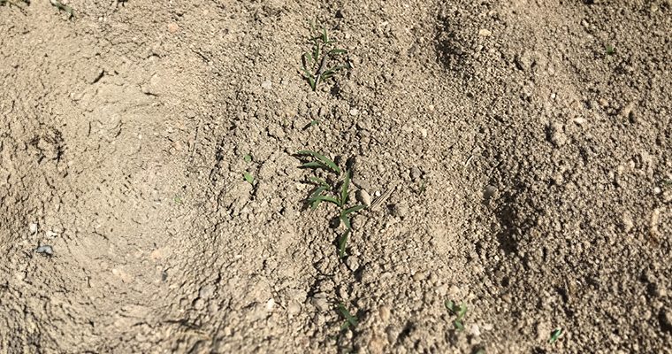 Germination du Switchgrass après 35 jours