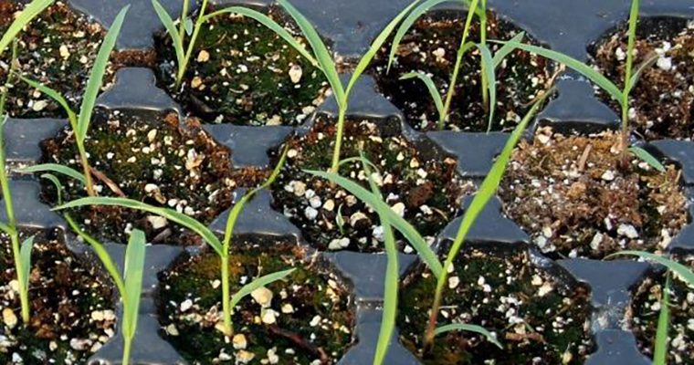 Germination du switchgrass