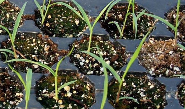 Germination du switchgrass
