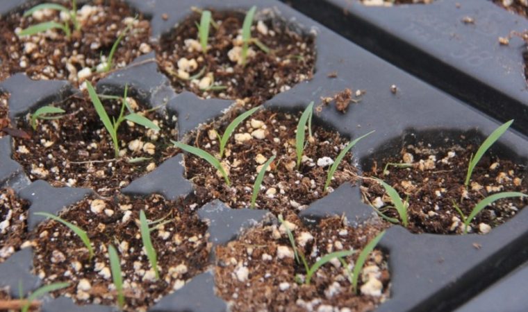 Germination switchgrass