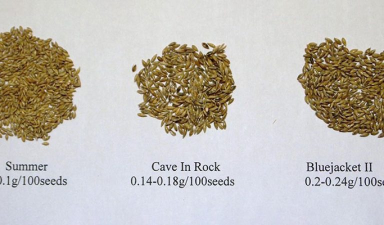 Graines de switchgrass de différentes grosseurs selon les variétés. Les PMG (poids de mille grains) varient entre 0.6g et 3g.
