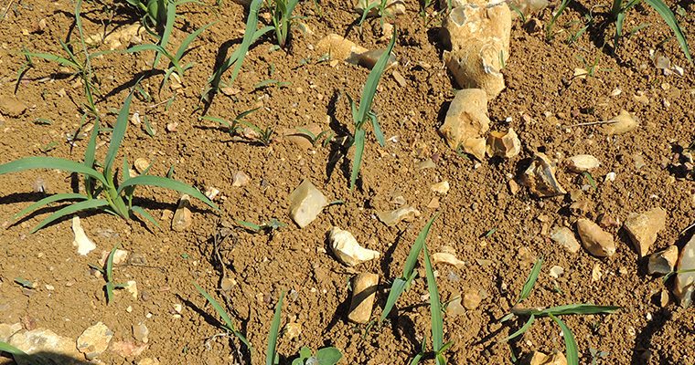 Risque de confusion entre Switchgrass et PSD