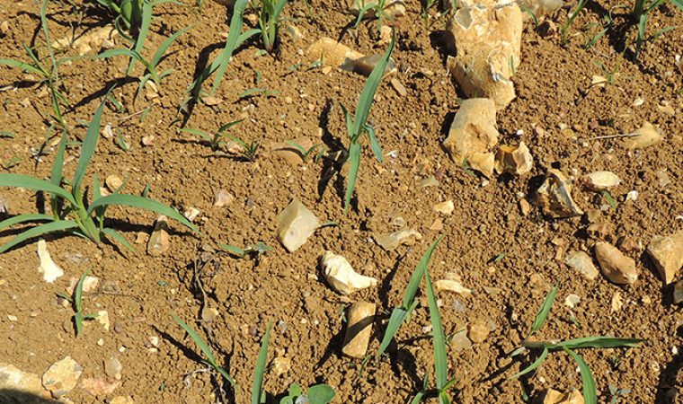 Risque de confusion entre Switchgrass et PSD