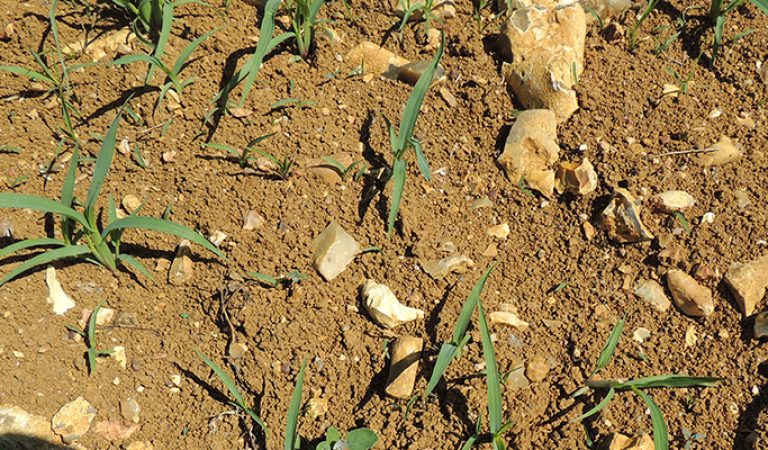 Risque de confusion entre Switchgrass et PSD