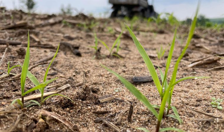 Levée du switchgrass