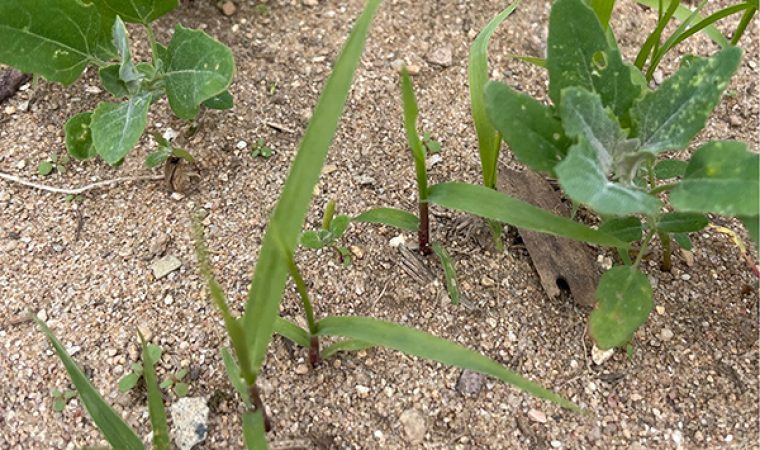 Levée du switchgrass avec des chénopodes.