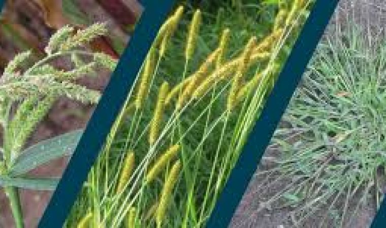 Panic, sétaire, digitaire