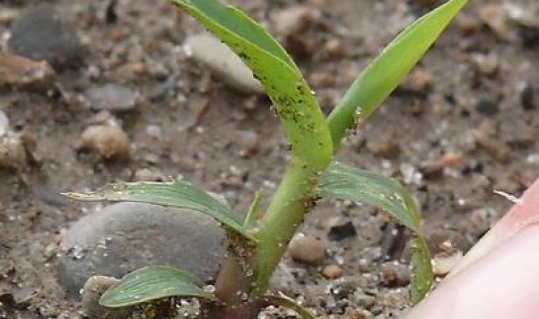 panic-pied-de-coq sétaire ou digitaire