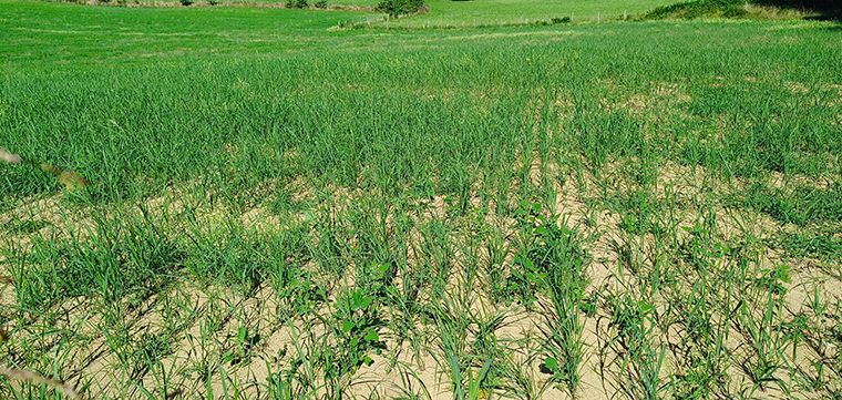Parcelle de switchgrass levée