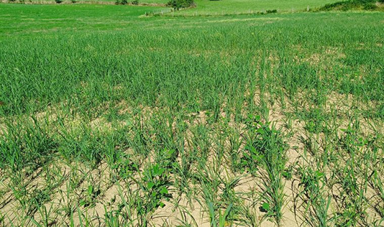 Parcelle de switchgrass levée
