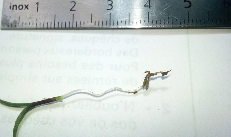 Plantule de Switchgrass 20 jours après semis