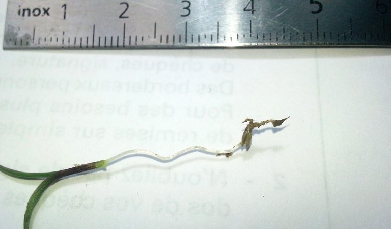 Plantule de Switchgrass 20 jours après semis