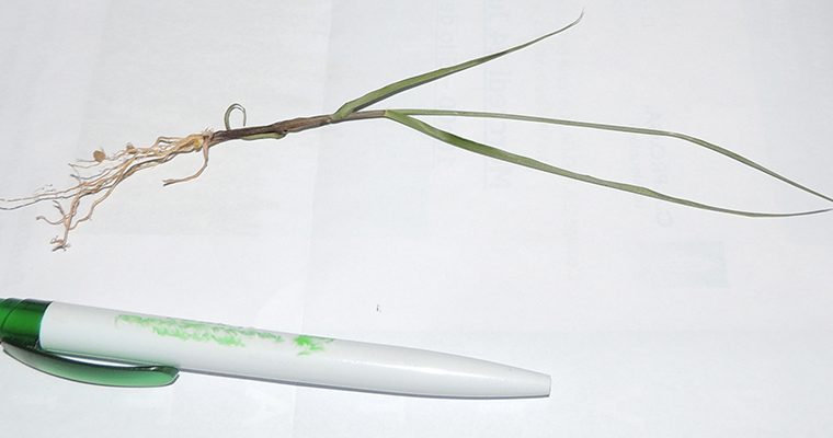 Plantule de Switchgrass 60 jours après semis
