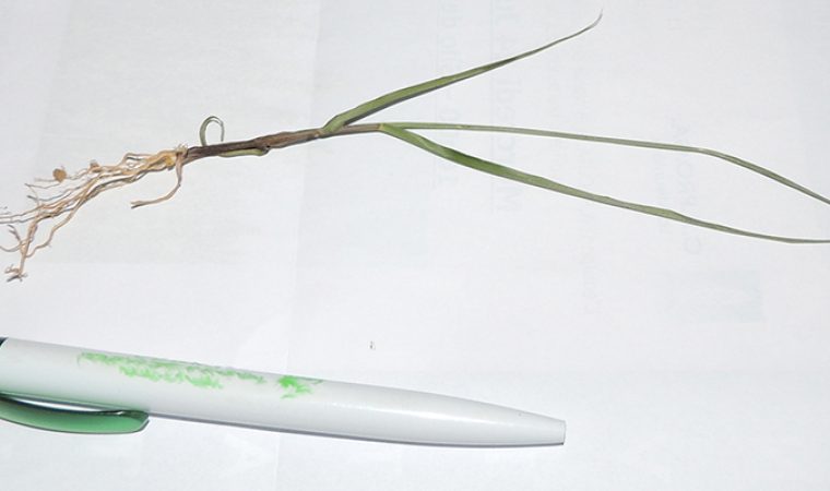 Plantule de Switchgrass 60 jours après semis