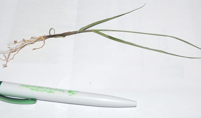 Plantule de Switchgrass 60 jours après semis