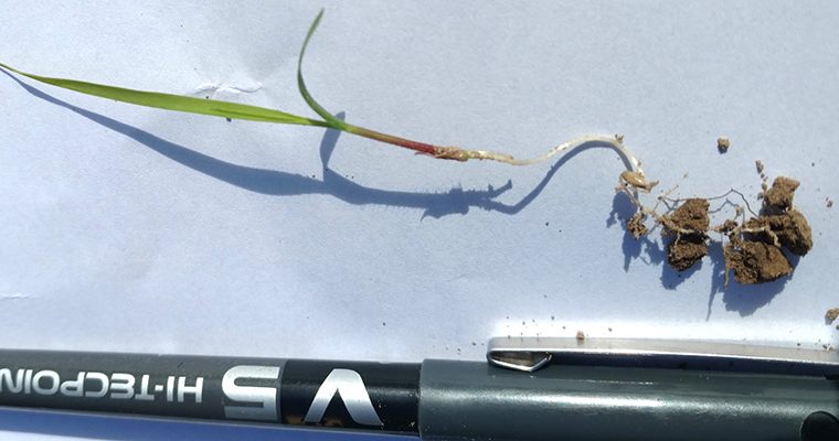 Plantule de Switchgrass 45 jours après semis