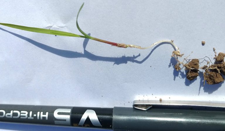 Plantule de Switchgrass 45 jours après semis