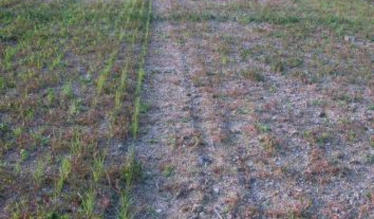 Avec et sans roulage au semis