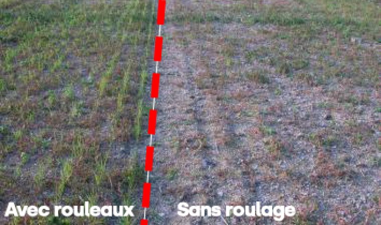 Roulage sur switchgrass