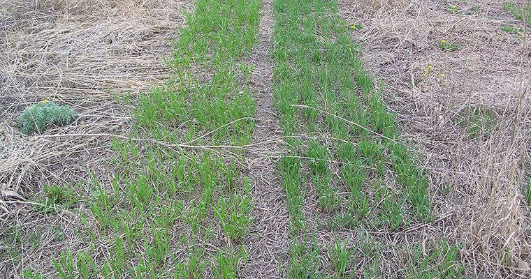 Switchgrass : semis direct essai levée germination