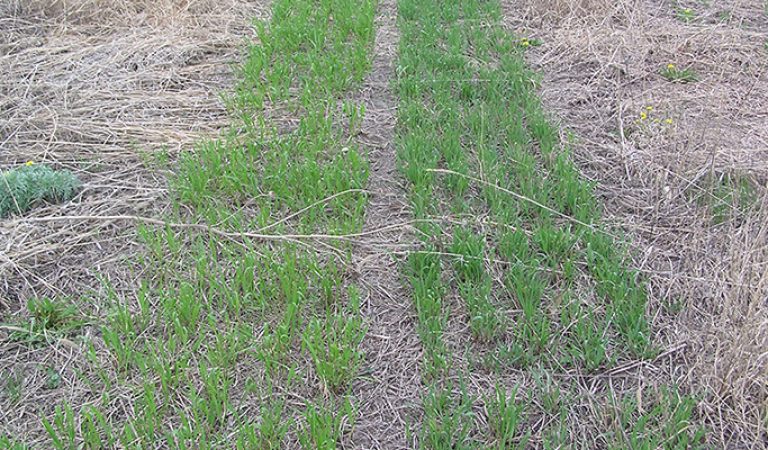 Switchgrass : semis direct essai levée germination