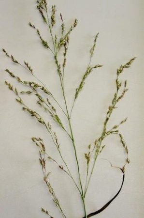 épi switchgrass