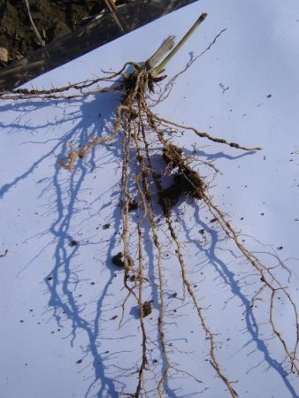 Système racinaire switchgrass