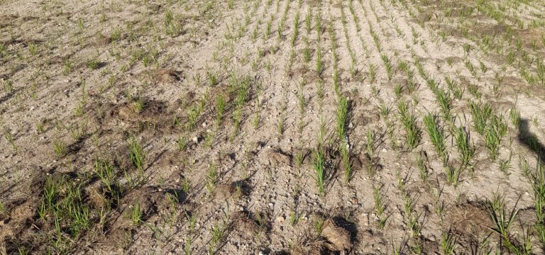 levée switchgrass 30 jours