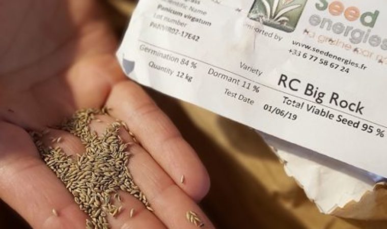 Seedenergies graines de switchgrass